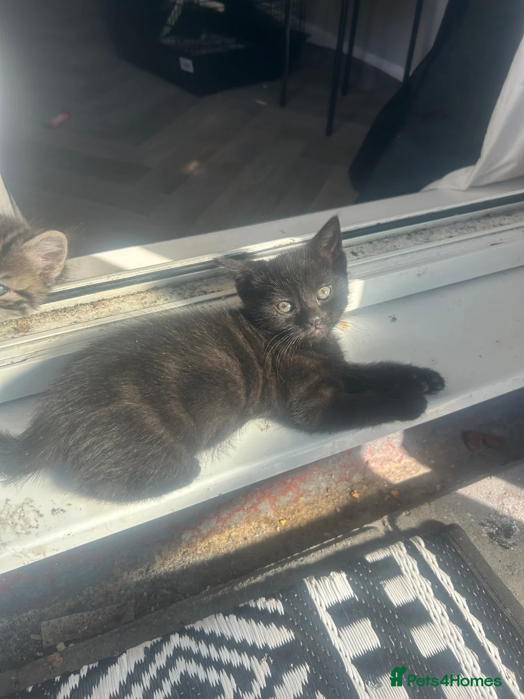 Mixed Breed cats for sale: Two black male kittens  - Advert 5