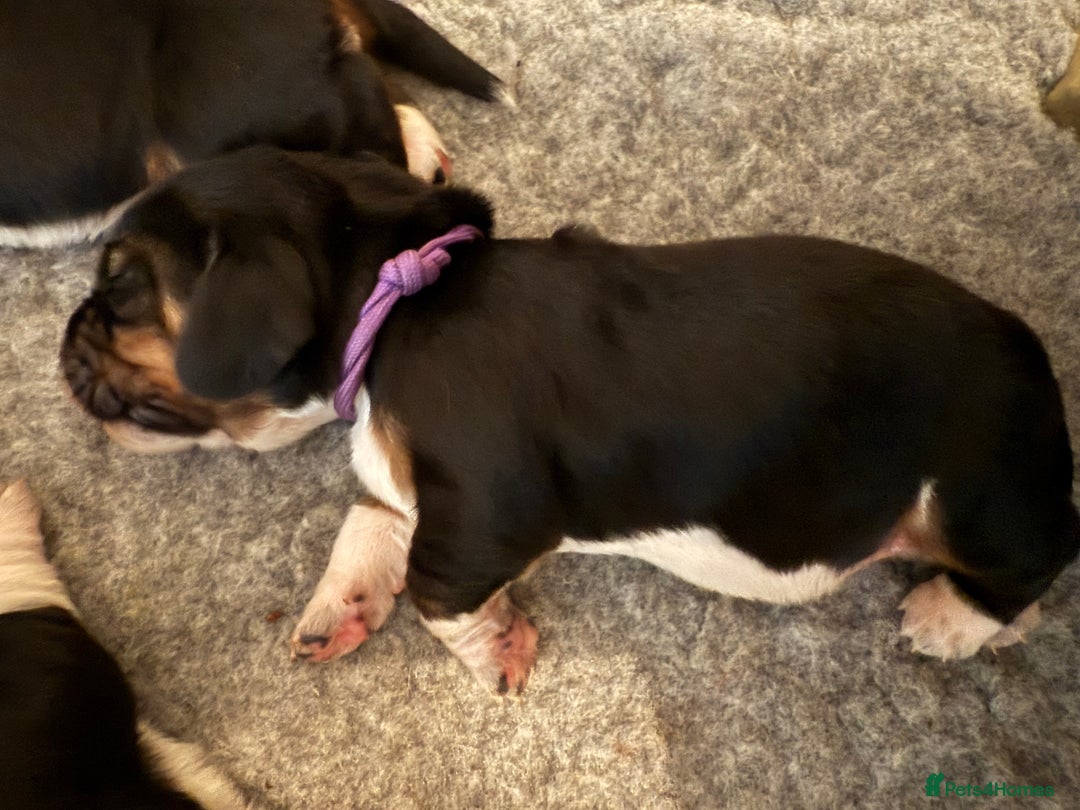 Basset Hound dogs for sale: Beautiful Basset Hound Puppies - Image 13