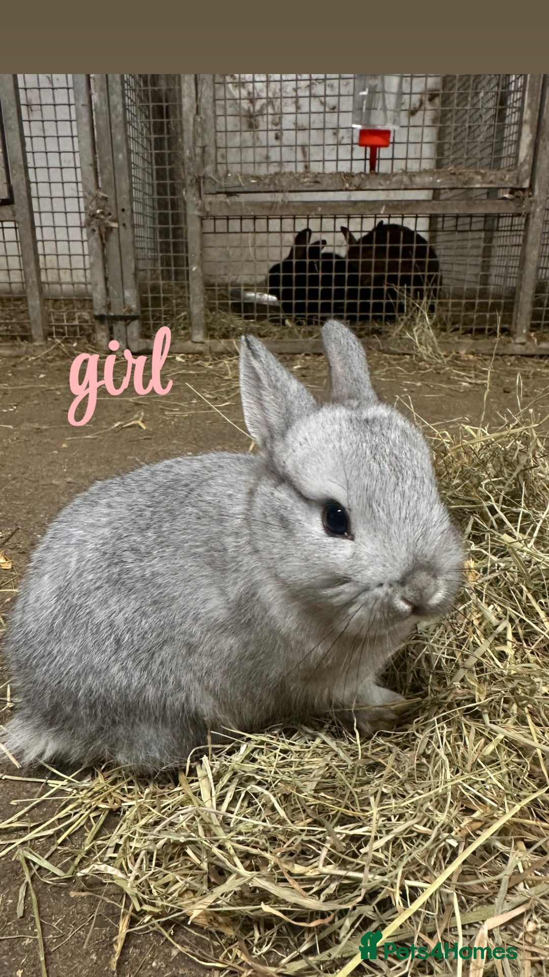 Netherland Dwarf rabbits for sale: Lots of netherland dwarfs for sale - Advert 6