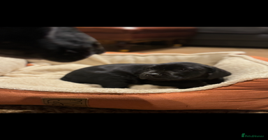 Labrador Retriever dogs - Advert 4