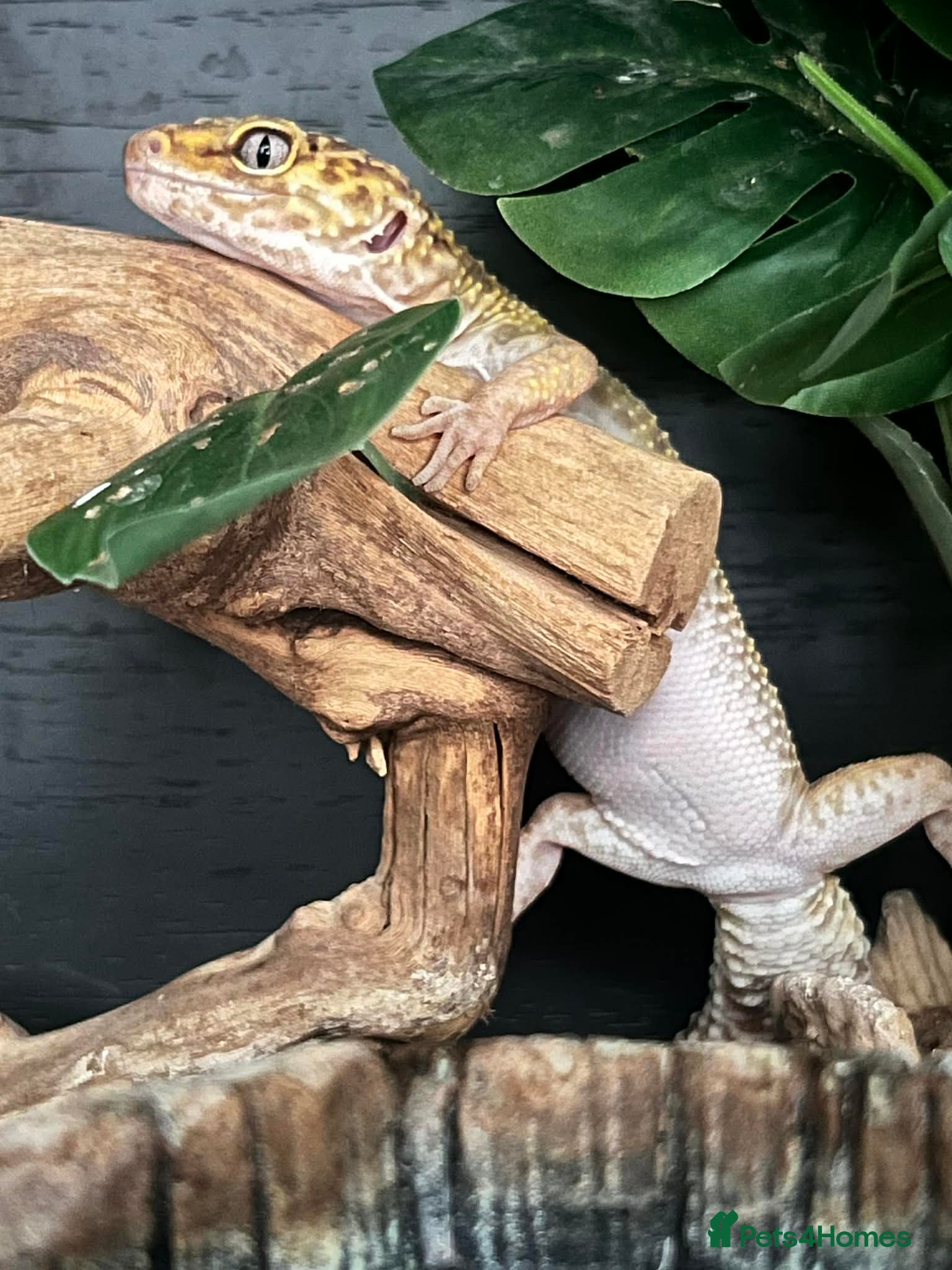 Leopard Gecko reptiles Female leopard gecko - Advert 10
