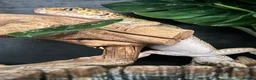 Leopard Gecko reptiles for sale: Female leopard gecko in Eastbourne - Advert 1