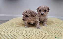 Maltipoo dogs for sale: 3 fabulous teddybear Maltipoo girls  - Image 7