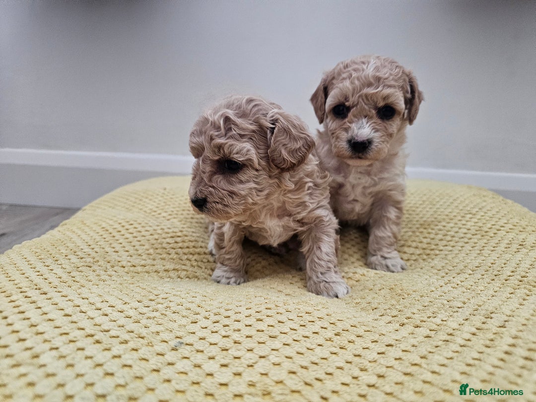 Maltipoo dogs for sale: 3 fabulous teddybear Maltipoo girls  - Image 7