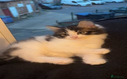 Mixed Breed cats for sale: Fluffy Kittens For Sale  - Image 3