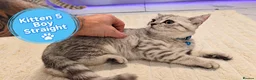 Scottish Fold cats for sale: 🐾 Beautiful Scottish Fold & Scottish Straight🐾 - Advert 14