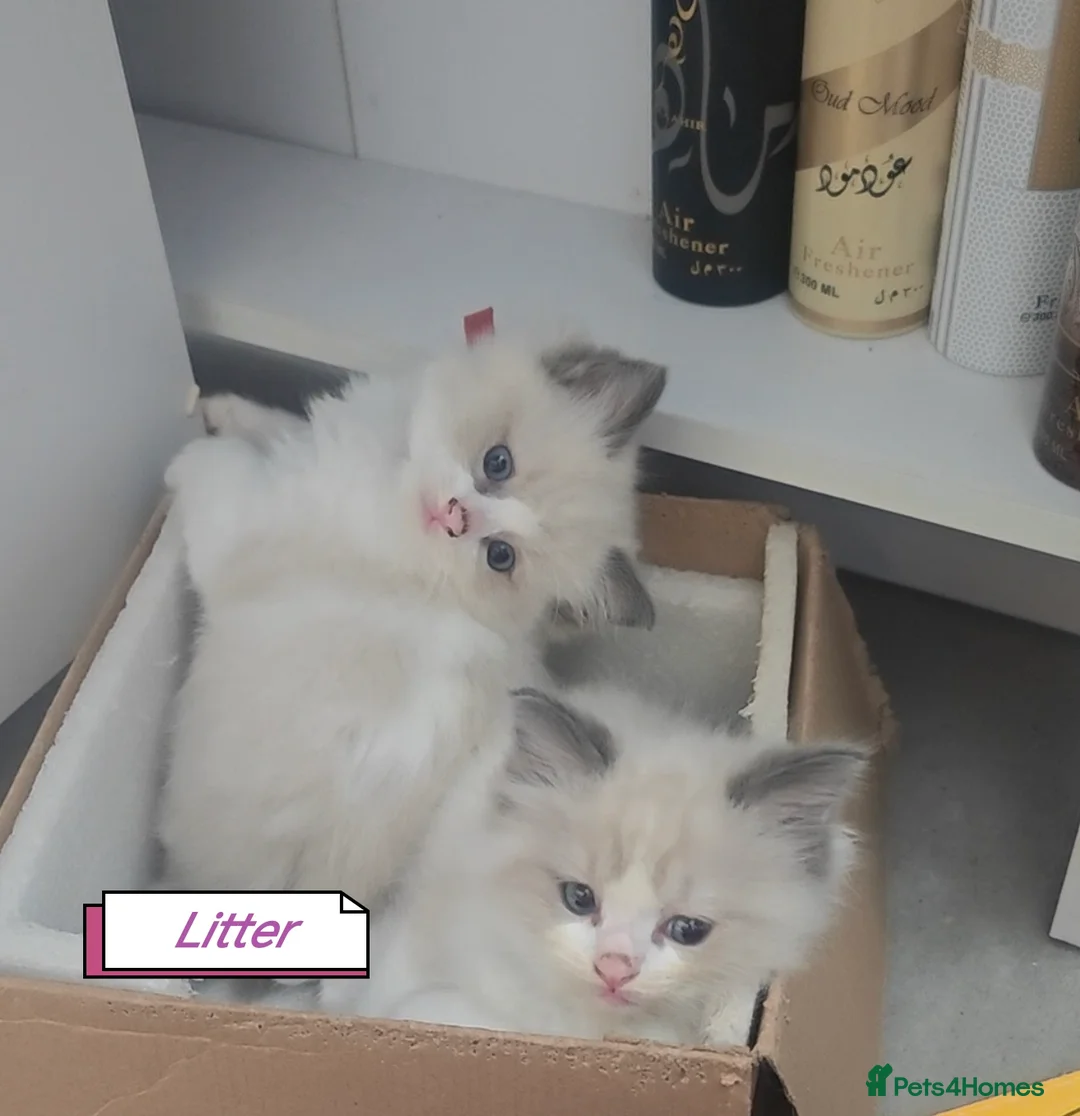 Ragdoll cats for stud: BEAUTIFUL BLUE POINT LARGE STUD RAGDOLL in Preston - Advert 9