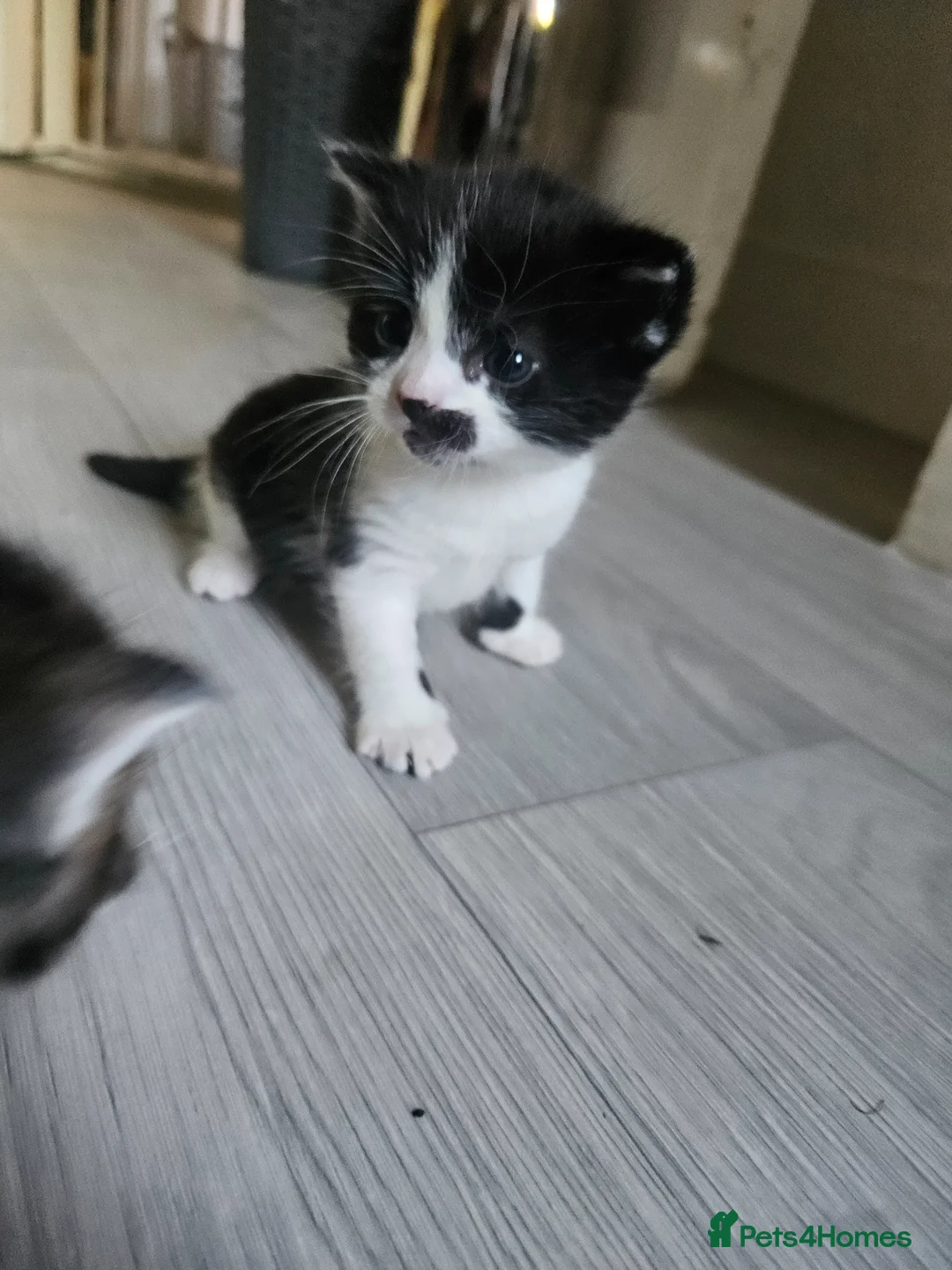 Maine Coon cats for sale: Maine coon mix kittens - Advert 2