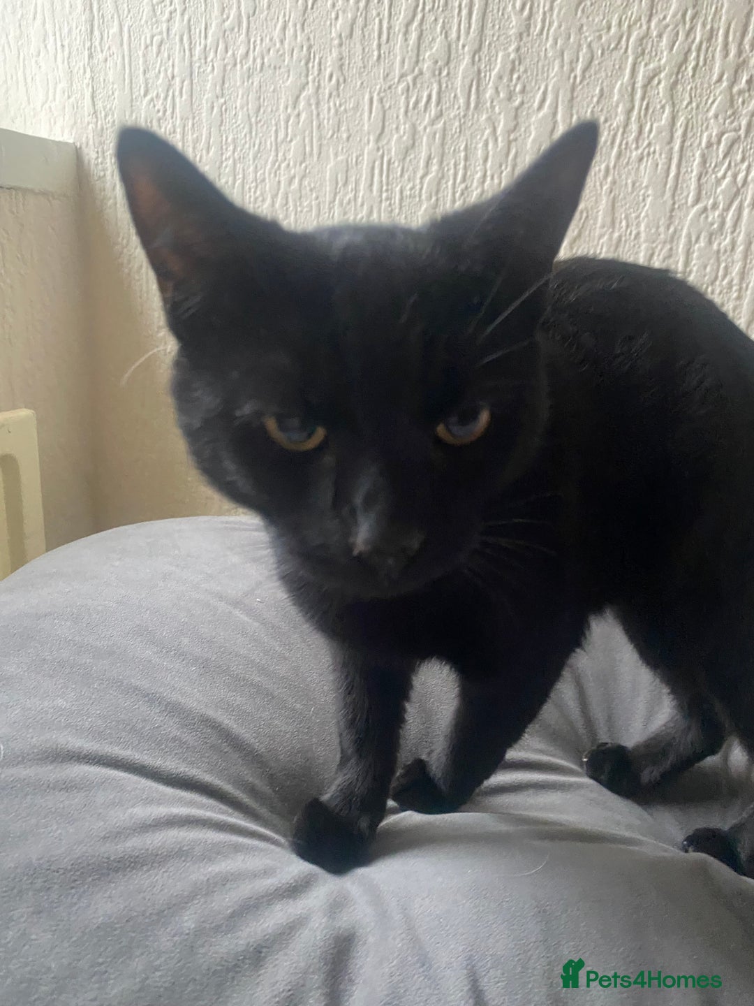Domestic Shorthair cats for sale: 2 male kittens for rehome together 9 months old - Advert 7