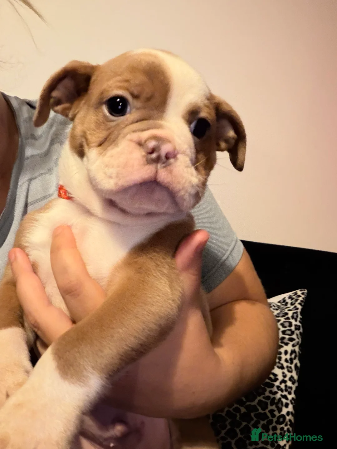 Old Tyme Bulldog dogs for sale: Old tyme bulldogs  - Advert 14