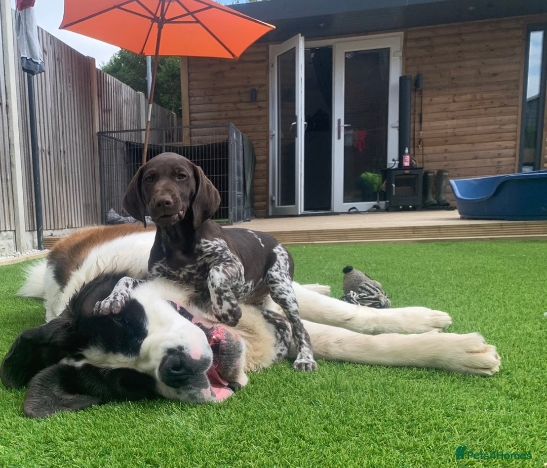 German Shorthaired Pointer dogs for sale: SENSEI-SAINTS German Shorthaired Pointers - Image 13