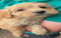 Cockapoo dogs for sale: Stunning cockapoo pups  - Image 3