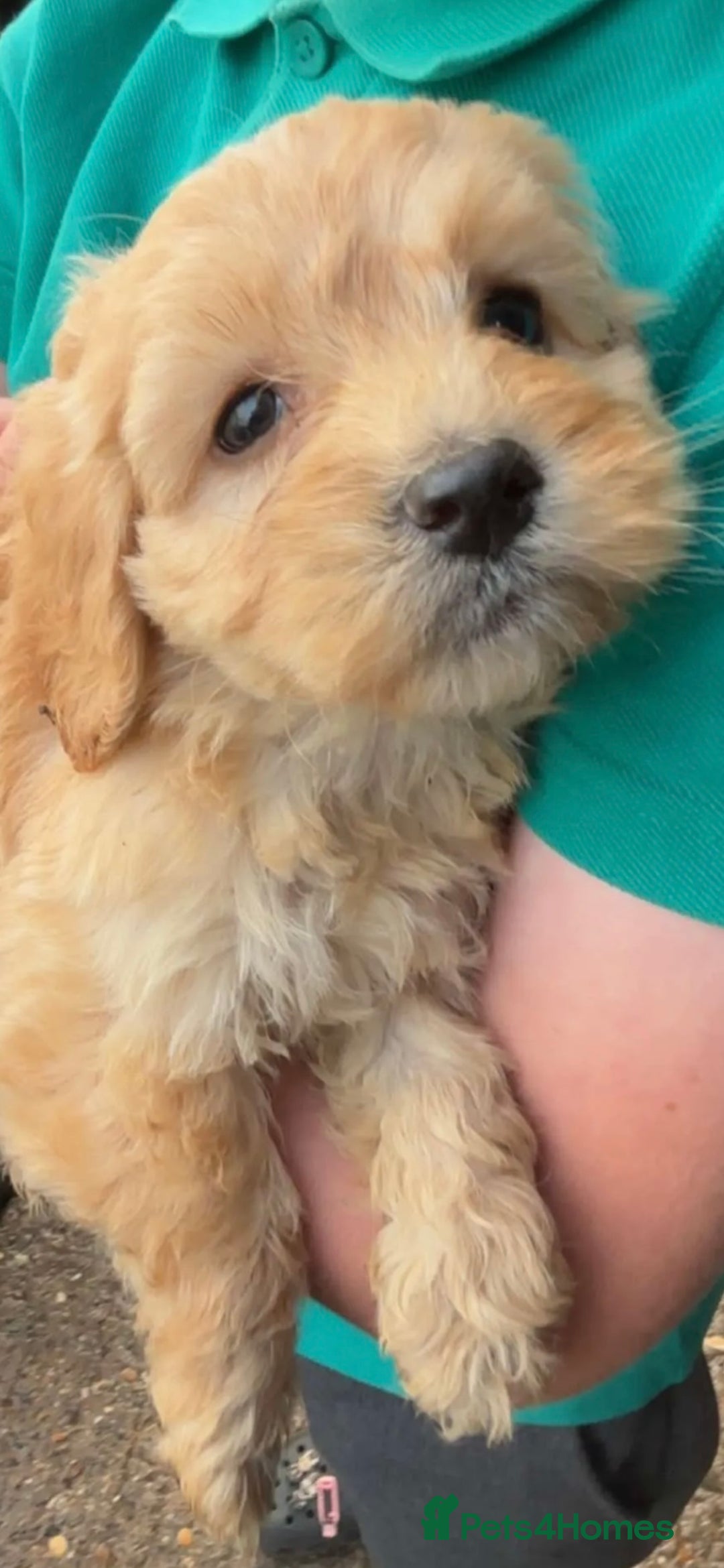 Cockapoo dogs for sale: Stunning cockapoo pups  - Image 3