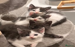 Mixed Breed cats for sale: Beautiful toe eaters!  - Image 8