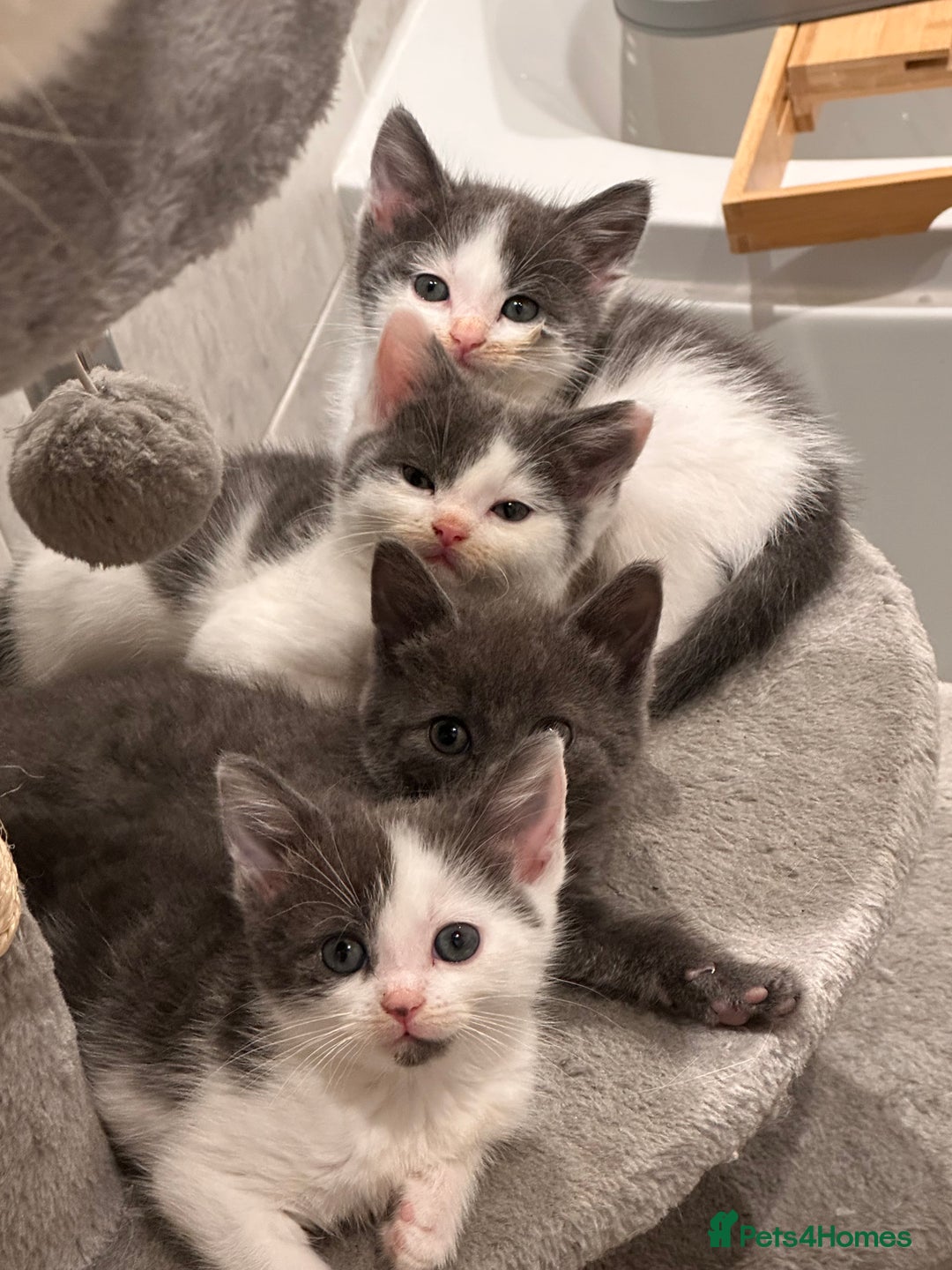 Mixed Breed cats for sale: Beautiful toe eaters!  - Image 8