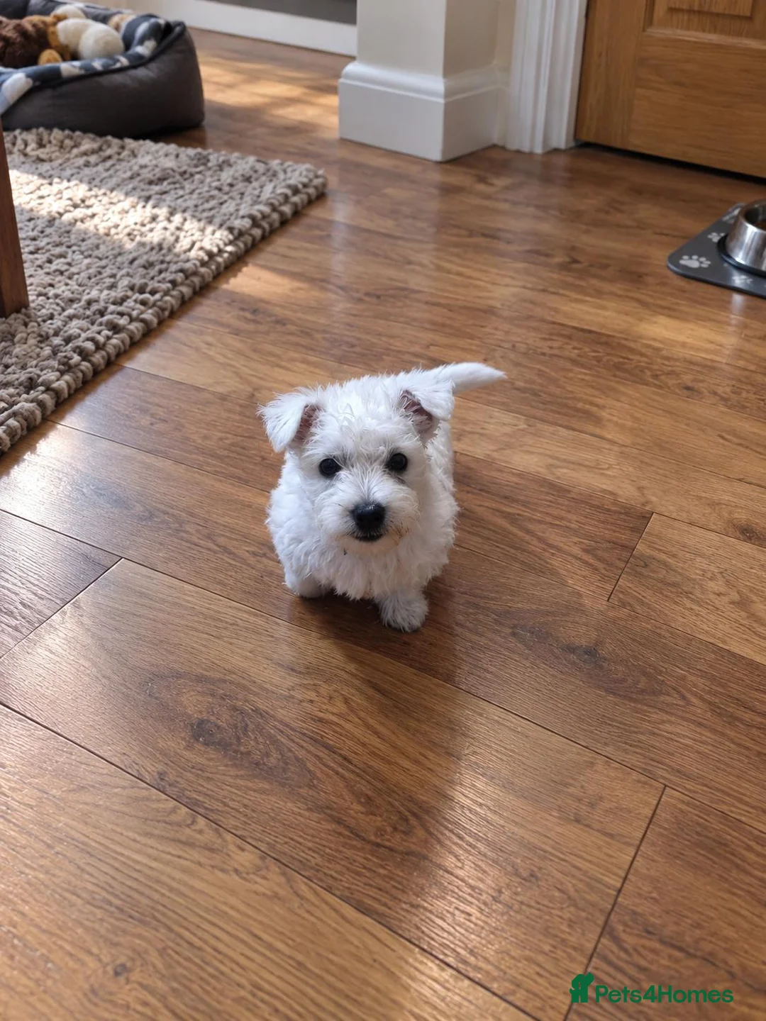 West Highland Terrier dogs for sale: 2 Girl West Highland Terriors Remaining!! - Advert 2