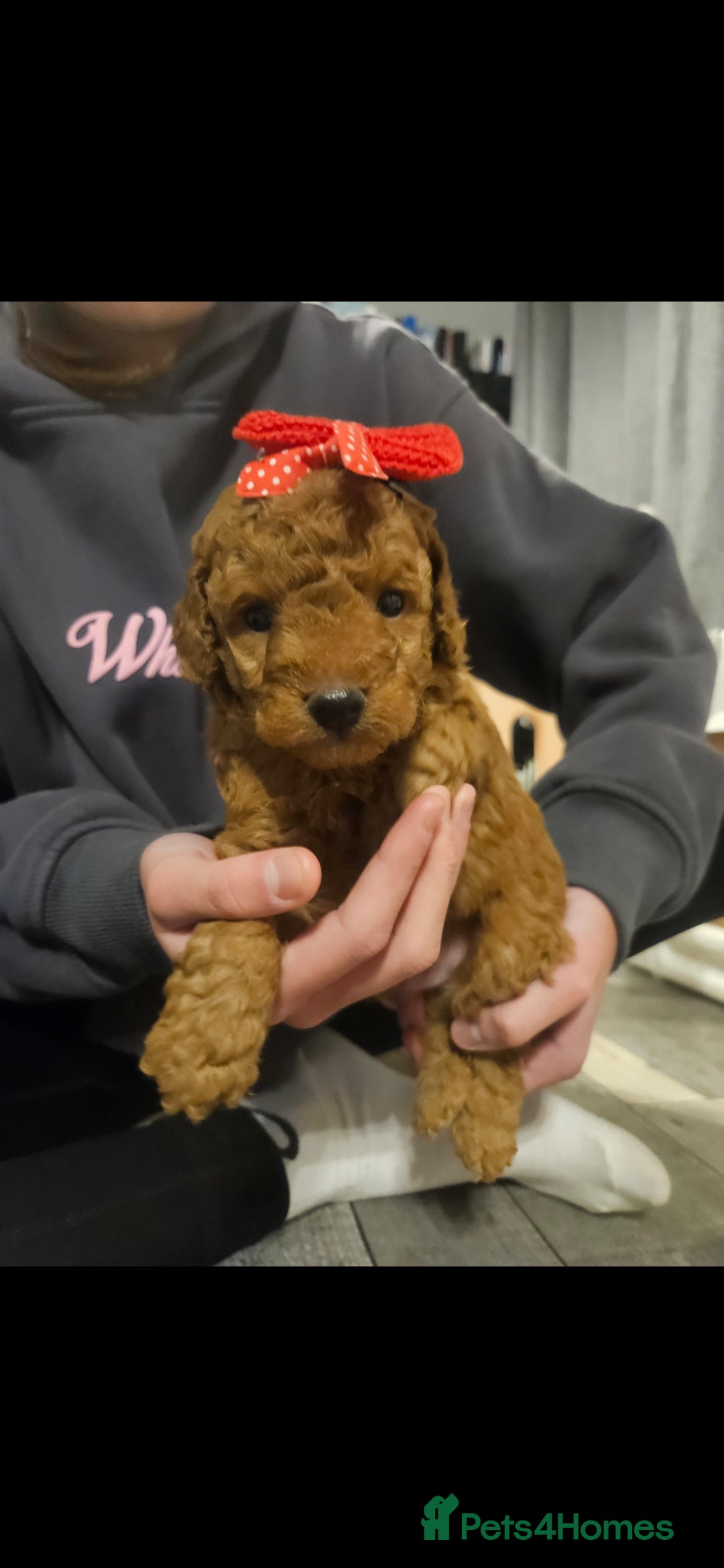 Cavapoo dogs for sale: 4 cavapoo pups  - Advert 4