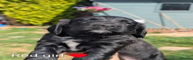 Cocker Spaniel 5