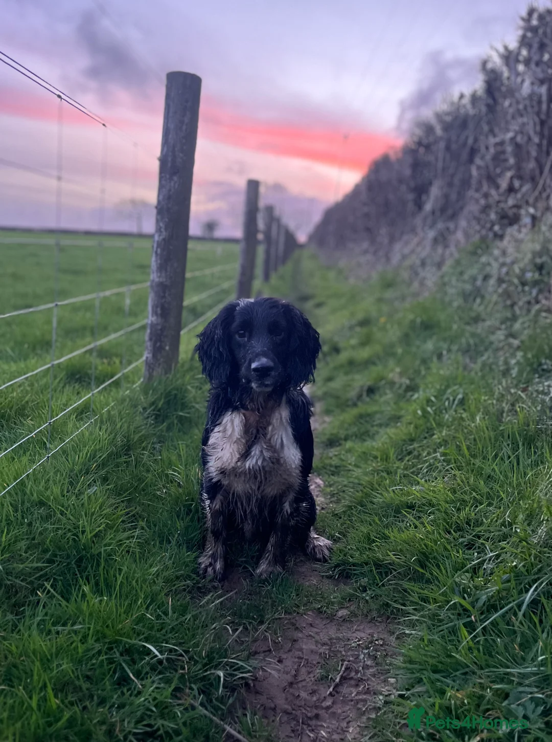 English Springer Spaniel dogs for stud: KC Registered Working Springer Spaniel For Stud - Advert 2