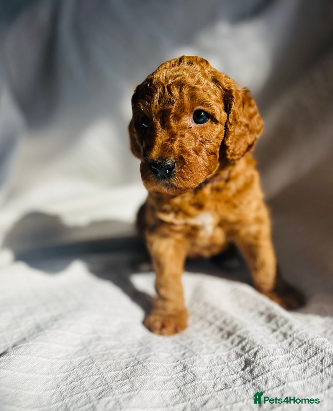 Mixed Breed dogs for sale: Australian Labradoodle Double Doodle puppies in Glastonbury - Image 12