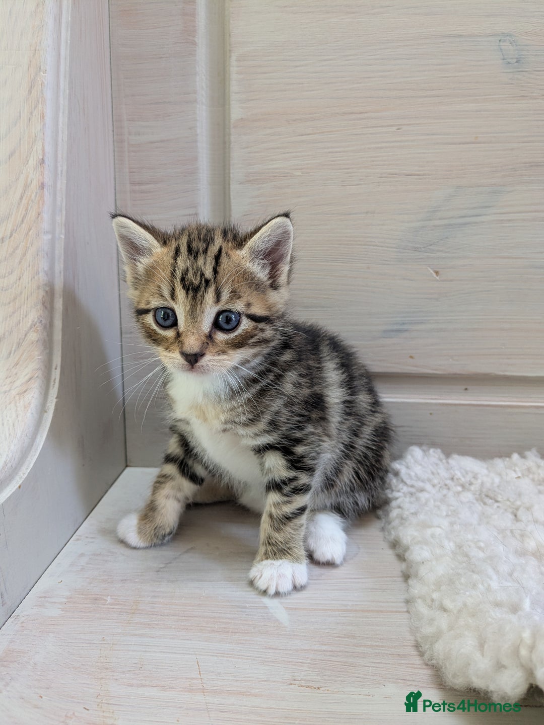 Bengal cats for sale: 4 Cute Tabby Kittens  - Image 14