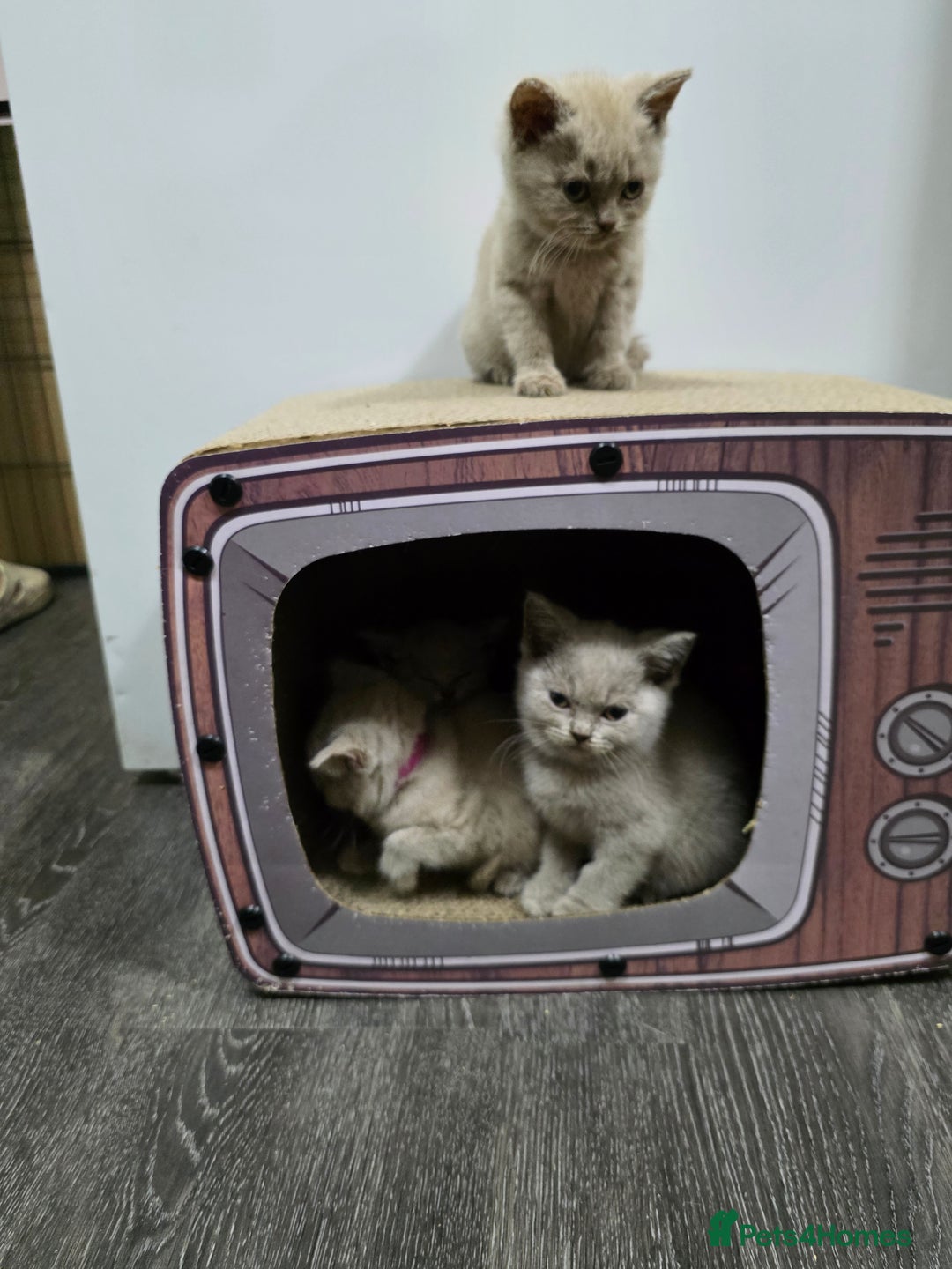 British Shorthair cats for sale: Beautiful British shorthair kittens - Image 8