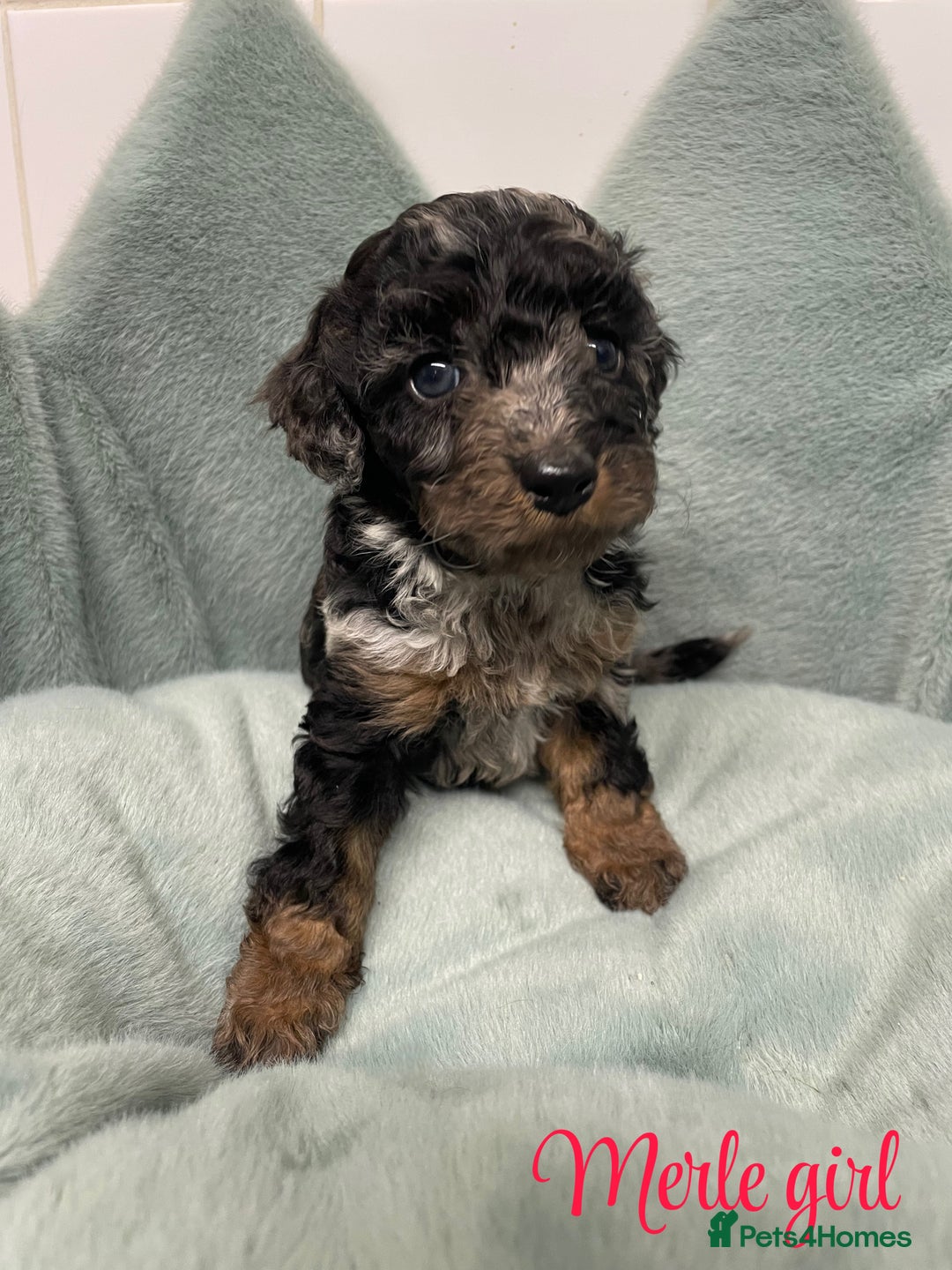 Cavapoo dogs for sale: Ready 22nd Dec f1b cavapoos - Advert 3