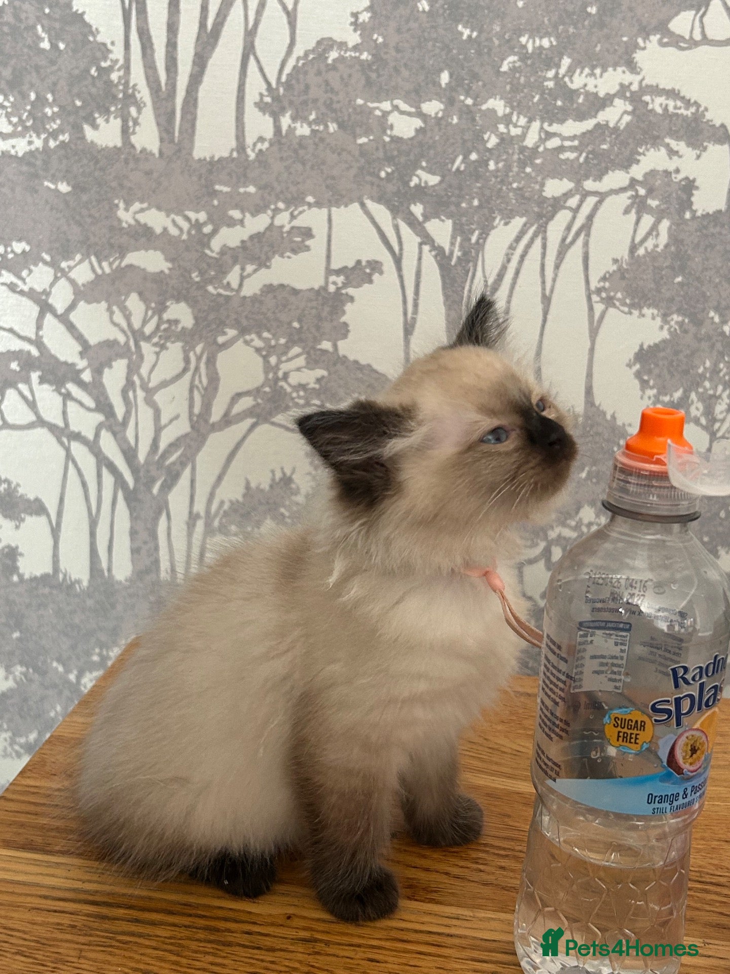 Ragdoll cats Rag doll boys fully health tested Gccf registered  - Advert 2
