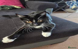 Mixed Breed cats for sale: Mr Shy  - Image 7