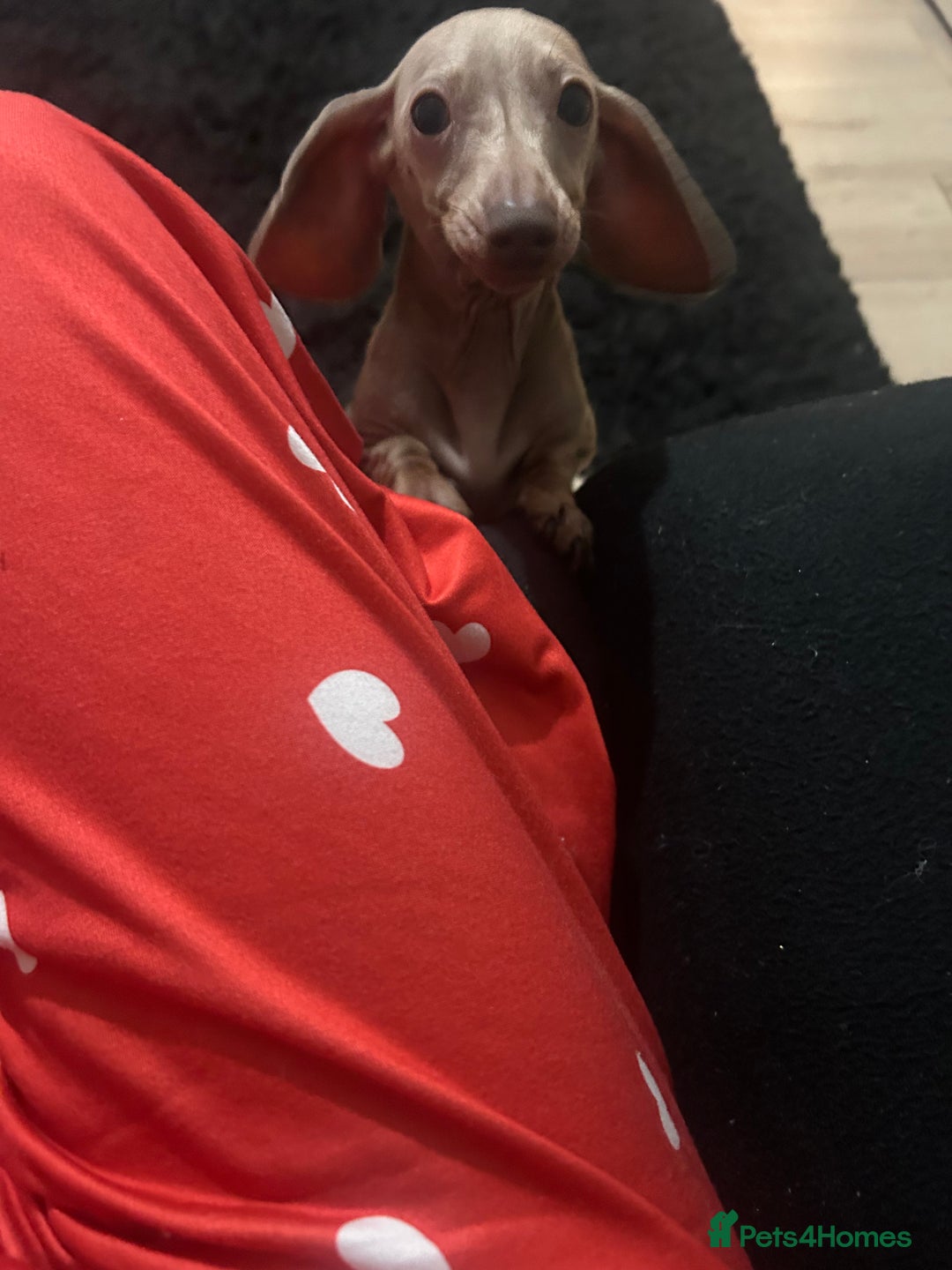 Dachshund dogs for sale: Miniature lilac  dachshund - Advert 3