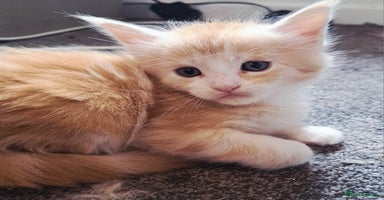 Maine Coon cats - Advert 1