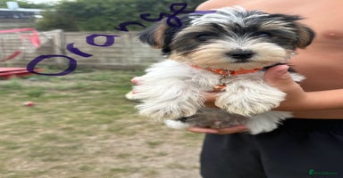 Biewer Terrier dogs - Advert 8