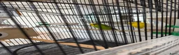 Budgerigars birds for sale: Budgies with Huge Cage and all other accessories in Coventry - Advert 5