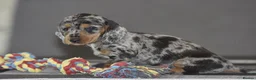 Dachshund dogs for sale: Stunning dachshund pups - Advert 8