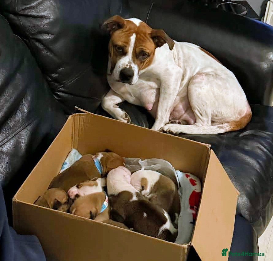 Mixed Breed dogs Staffy X pups  - Advert 18