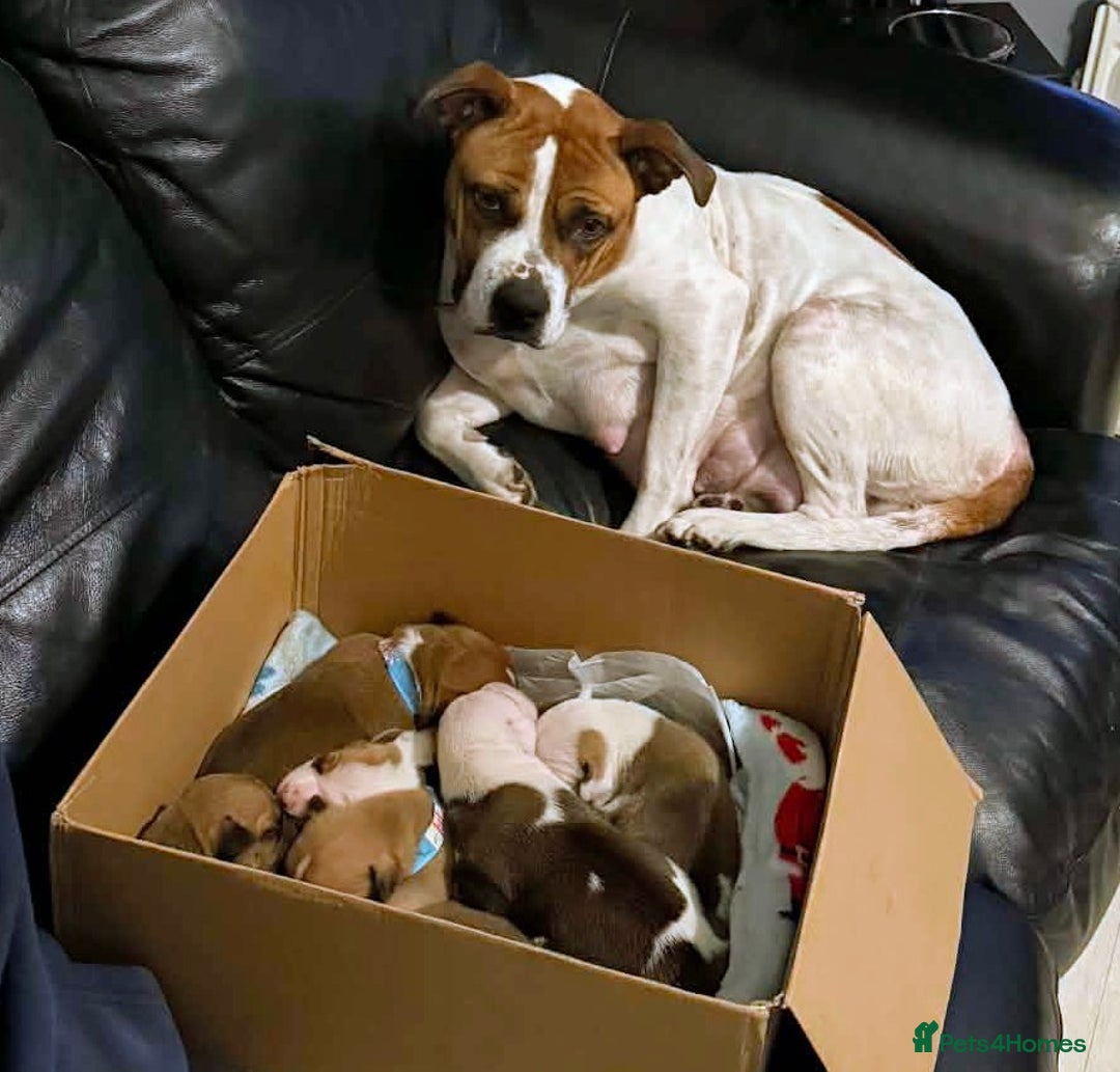 Mixed Breed dogs for sale: Staffy X pups  - Advert 1