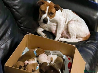 Mixed Breed dogs Staffy X pups - Advert 1