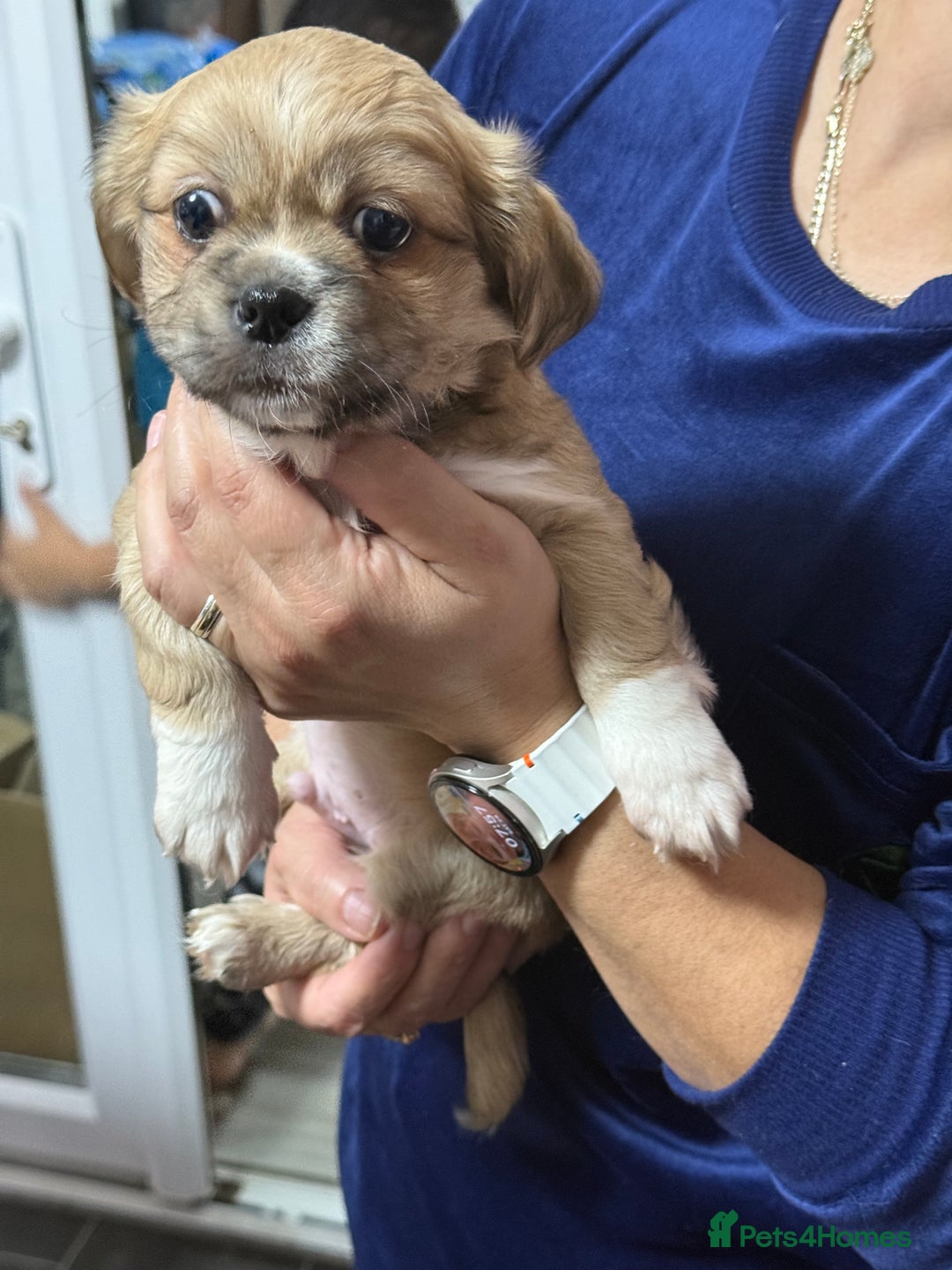 Tibetan Spaniel dogs for sale: Tibetan spaniel  - Advert 4