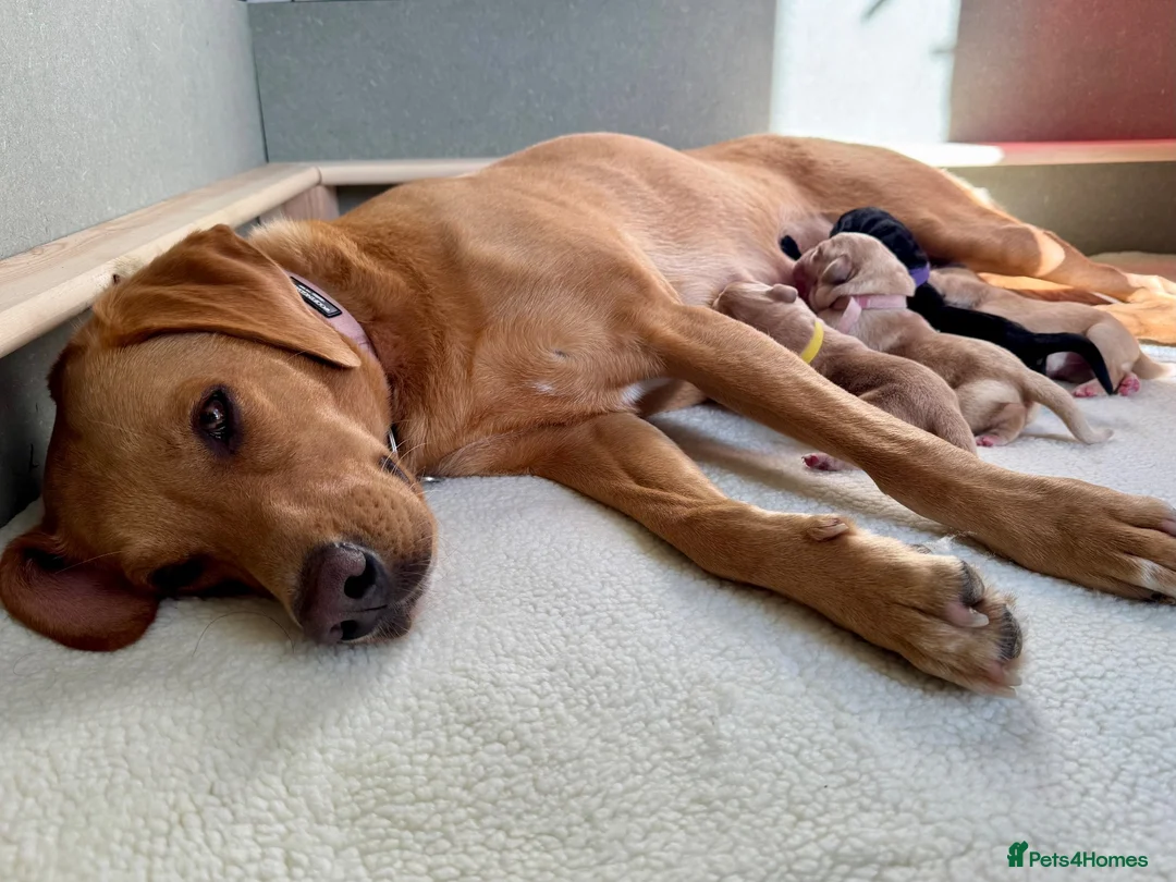 Labrador Retriever dogs for sale: KC Registered Labrador Puppies Red & Black in Bristol - Advert 1