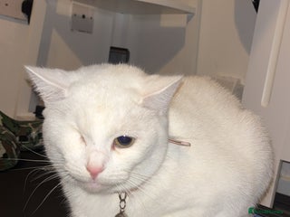 Khao Manee cats - Advert 1