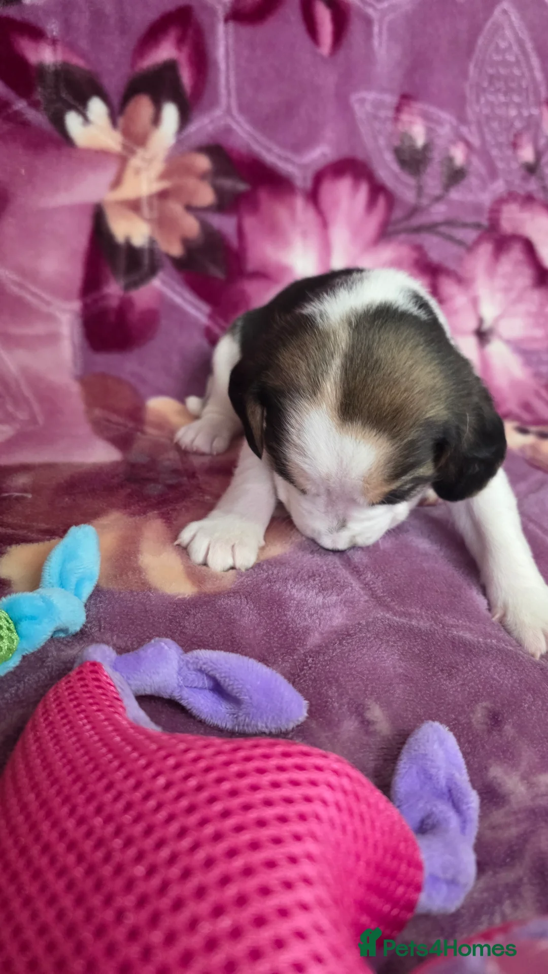 Beagle dogs for sale: Beautiful Beagle puppies looking for loving homes - Advert 28