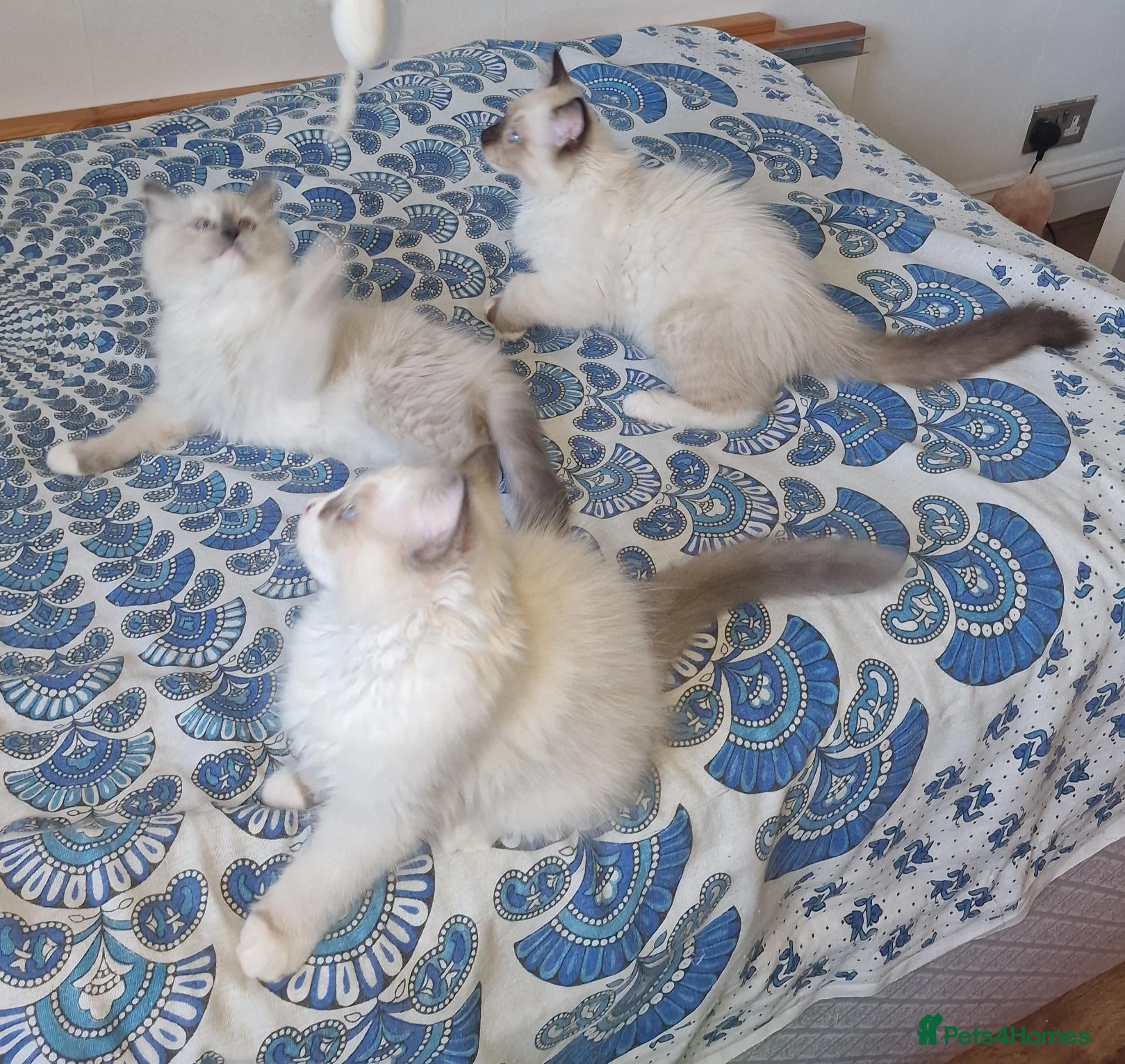 Ragdoll cats 2 males and 1 female Ragdoll kittens  - Advert 4