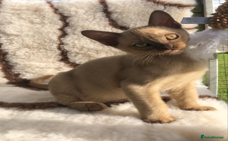 Burmese cats - Advert 7