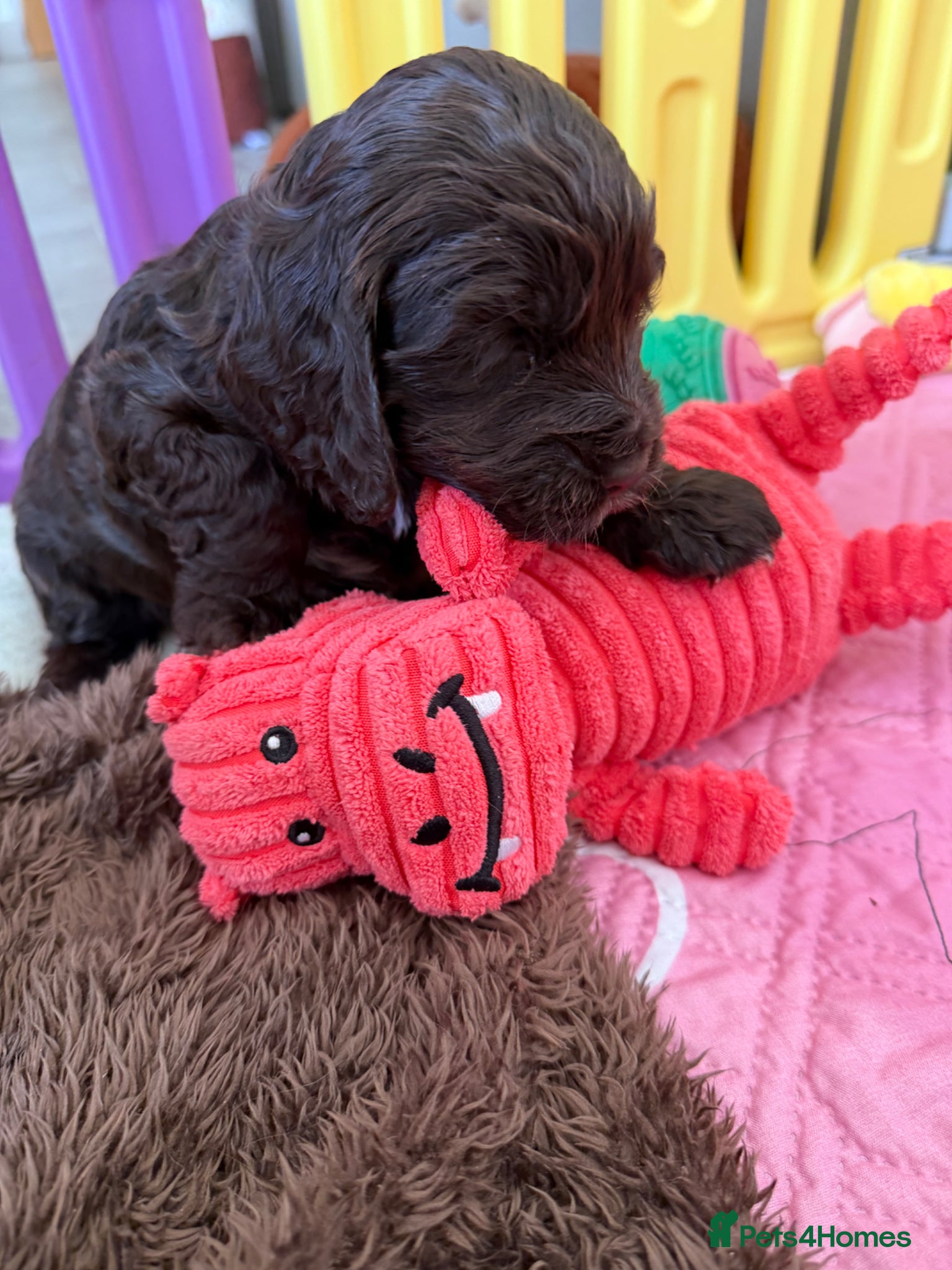Cocker Spaniel dogs Show Spaniel puppies Rare Italian import line  - Advert 13