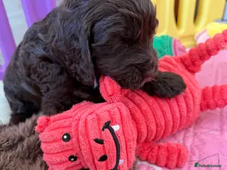 Cocker Spaniel dogs Show Spaniel puppies Rare Italian import line - Advert 13