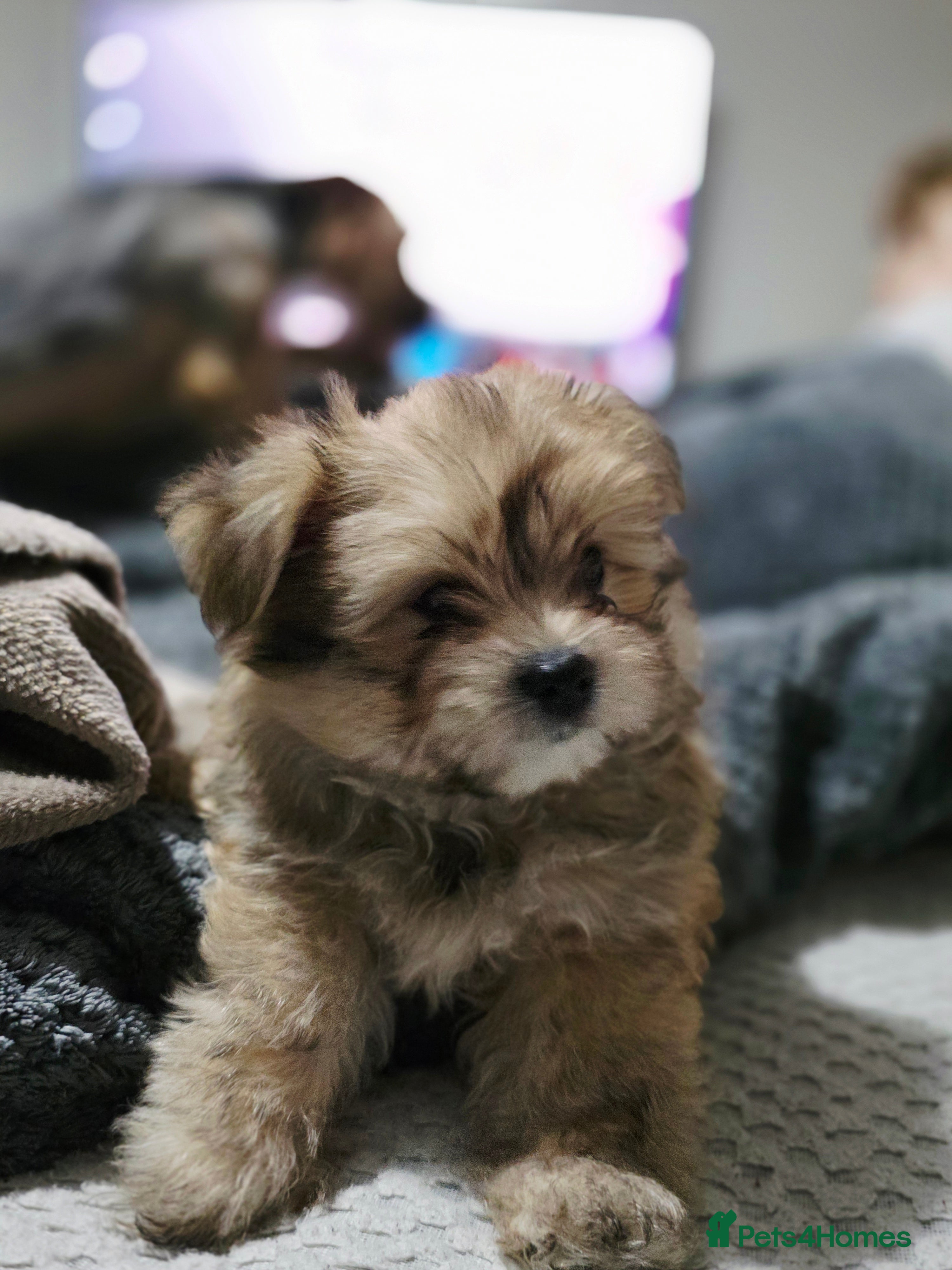 Mixed Breed dogs Taco and Sushi, super fluffy boys. - Advert 3
