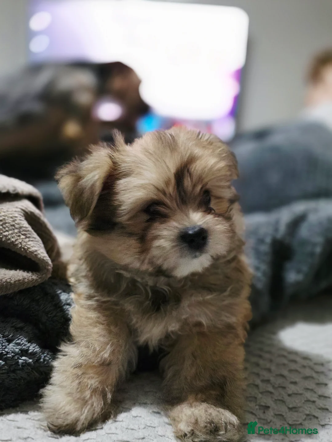 Mixed Breed dogs for sale: Taco and Sushi, super fluffy boys. - Advert 1