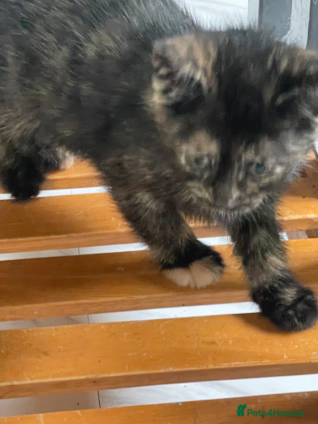 Mixed Breed cats for sale: 4 Beautiful & playful kittens - Advert 9