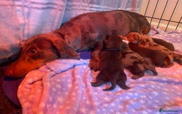 Miniature Dachshund dogs for sale: Sweetest Miniature Dachshund Pups - Image 1