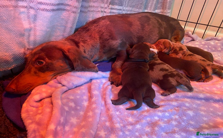 Miniature Dachshund dogs - Advert 9